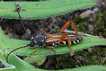 Braunrtlicher Spitzdeckenbock (Stenopterus rufus)