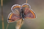 Sonnenrschen-Bluling (Aricia agestis)