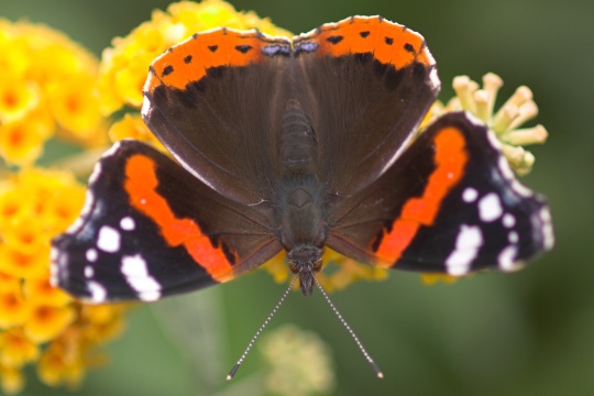 Admiral (Vanessa atalanta)