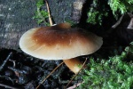 Winter-Stielporling (Lentinus brumalis)