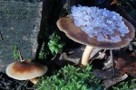 Winter-Stielporling (Lentinus brumalis)