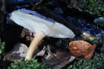 Winter-Stielporling (Lentinus brumalis)