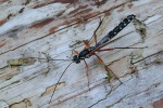 Holzwespenschlupfwespe (Rhyssa persuasoria)