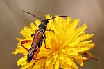 Braunrtlicher Spitzdeckenbock (Stenopterus rufus)