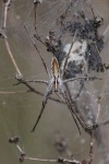Raubspinne (Pisaura mirabilis)