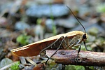 Dottergelbes Flechtenbrchen (Eilema sororcula)