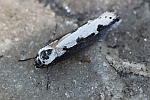 Natternkopf-Grasminiermotte (Ethmia bipunctella)