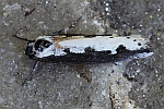 Natternkopf-Grasminiermotte (Ethmia bipunctella)
