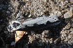 Natternkopf-Grasminiermotte (Ethmia bipunctella)