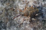 Eichelbohrer (Curculio glandium)