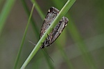 Silbereulchen (Deltote bankiana)
