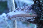 Birkenporling (Piptoporus betulinus)