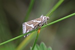 Silbereulchen (Deltote bankiana)