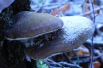 Birkenporling (Piptoporus betulinus)