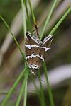 Silbereulchen (Deltote bankiana)
