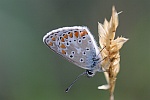 Sonnenrschen-Bluling (Aricia agestis)