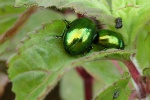 Minzeblattkfer (Chrysolina herbacea)