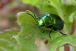 Minzeblattkfer (Chrysolina herbacea)