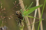 Gemeine Sichelschrecke (Phaneroptera falcata)