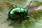 Minzeblattkfer (Chrysolina herbacea)