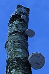 Birkenporling (Piptoporus betulinus)