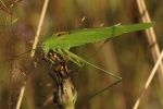 Gemeine Sichelschrecke (Phaneroptera falcata)