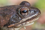 Springfrosch (Rana dalmatina)