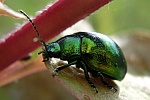 Minzeblattkfer (Chrysolina herbacea)