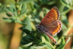 Sonnenrschen-Bluling (Aricia agestis)