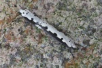 Natternkopf-Grasminiermotte (Ethmia bipunctella)