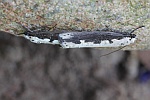 Natternkopf-Grasminiermotte (Ethmia bipunctella)