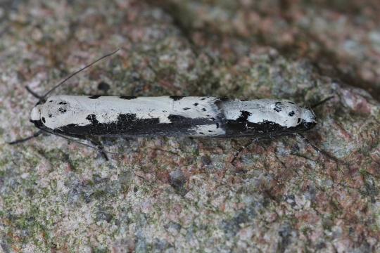 Natternkopf-Grasminiermotte (Ethmia bipunctella)