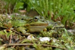 Teichfrosch (Rana esculenta)