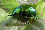 Minzeblattkfer (Chrysolina herbacea)