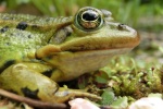 Teichfrosch (Rana esculenta)