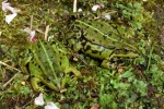 Teichfrosch (Rana esculenta)