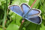 Geikleebluling (Plebejus argus)