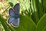 Geikleebluling (Plebejus argus)