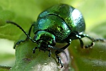 Minzeblattkfer (Chrysolina herbacea)