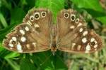 Waldbrettspiel (Pararge aegeria)