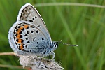 Geikleebluling (Plebejus argus)