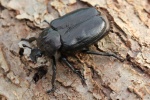 Eremit (Osmoderma eremita)