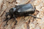Eremit (Osmoderma eremita)