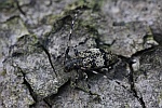 Braungrauer Splintbock (Leiopus nebulosus)