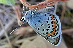 Geikleebluling (Plebejus argus)