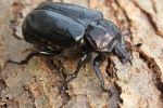 Eremit (Osmoderma eremita)