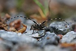 Braungrauer Splintbock (Leiopus nebulosus)