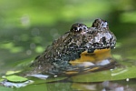 Gelbbauchunke (Bombina variegata)