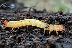 Scharlachroter Feuerkfer (Pyrochroa coccinea)