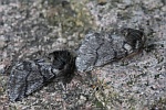 Eichenprozessionsspinner (Thaumetopoea processionea)